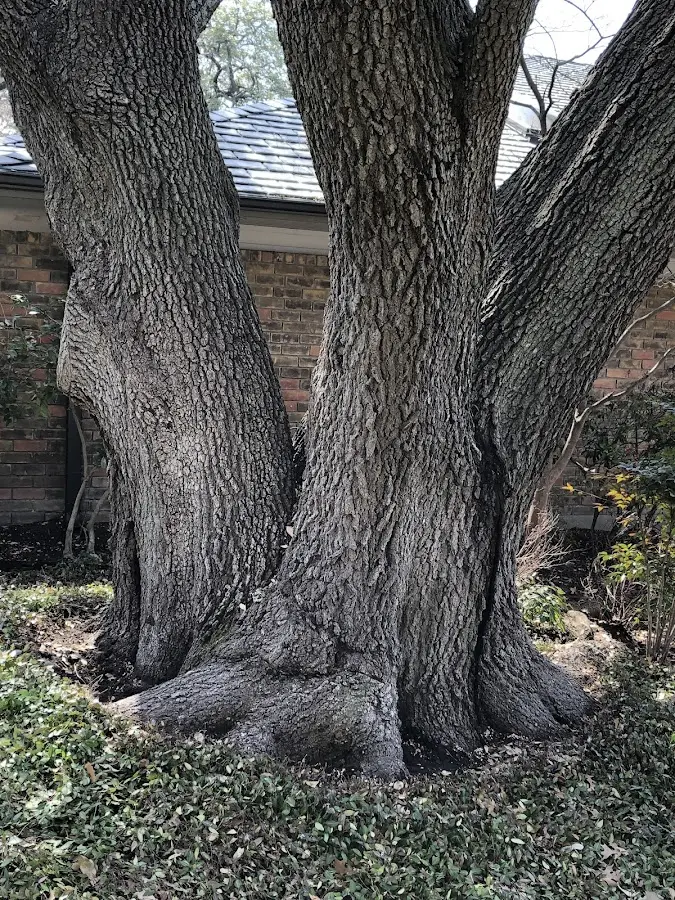 Mature heritage tree close to a Maynard property cared for by certified arborists