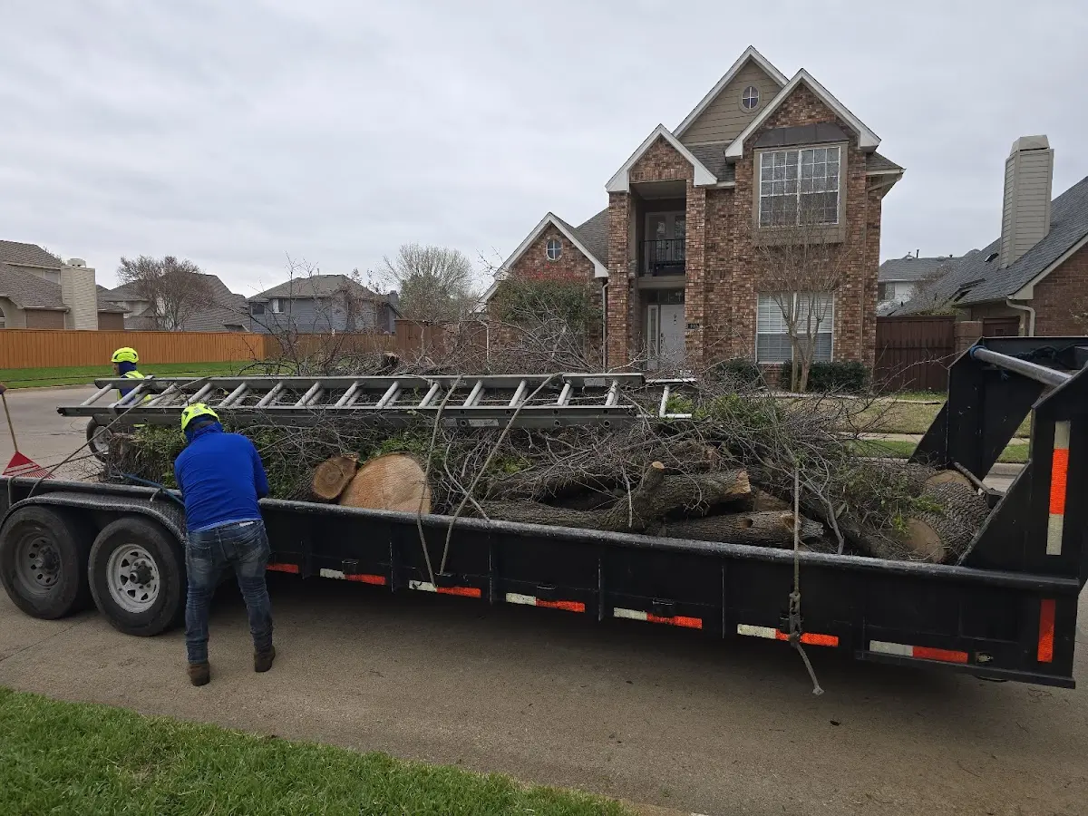 Expert Tree Pest Control with proper safety equipment in Maynard